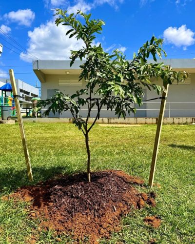 Día del Árbol