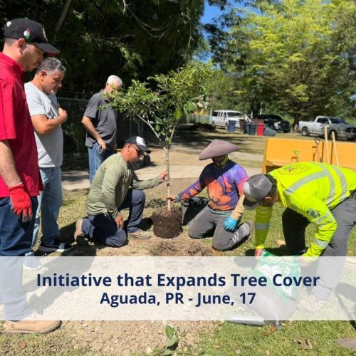 Initiative that Expands Tree Cover