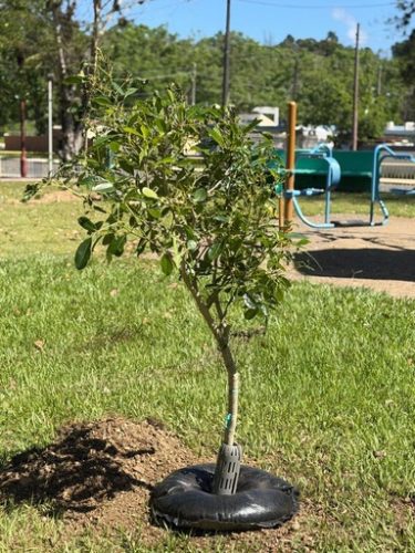 Árbol