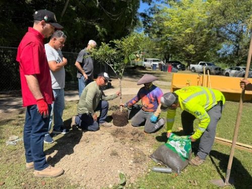 Initiative that Expands Tree Cover