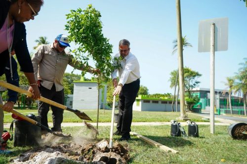 Proyecto Bajo la Sombra
